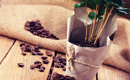 コーヒー豆と植木鉢