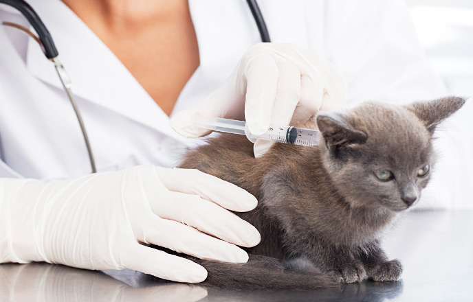 ワクチンを注射する猫