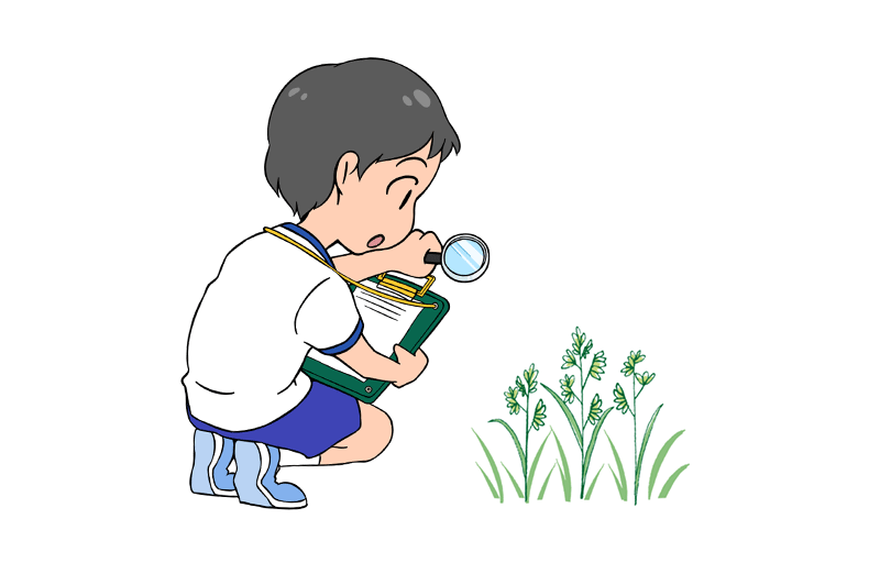 雑草を観察する子供