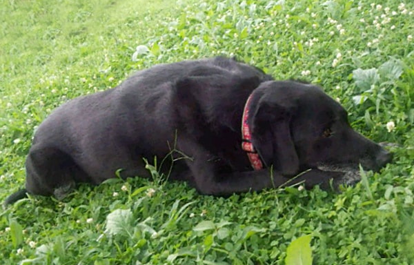草原で寝そべるラブラドールレトリーバー