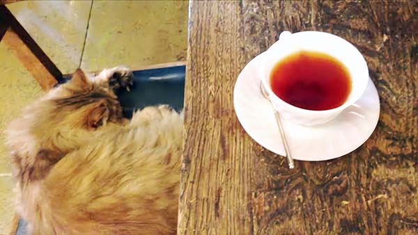 猫と紅茶