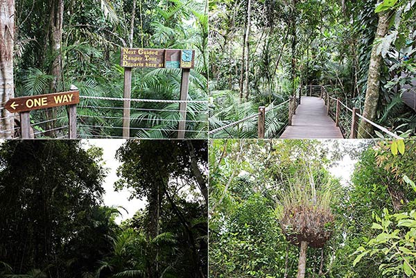 レッドピーク駅周辺の熱帯雨林