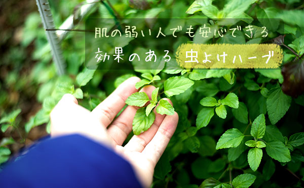 虫よけ効果のあるハーブ・肌の弱い人も安心な使い方を紹介