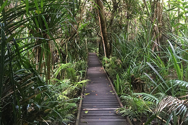 熱帯雨林の中を歩ける道