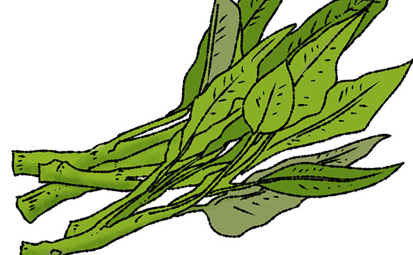 ようさい(空心菜)の栄養を徹底解説!アジアの定番野菜に秘められた実力とおいしい活用法